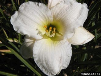 ‘Gentle Shepherd’ daylily