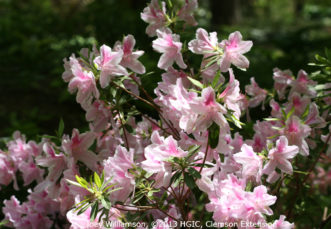 'George L. Tabor' Southern Indica azalea con sus flores grandes color rosa.