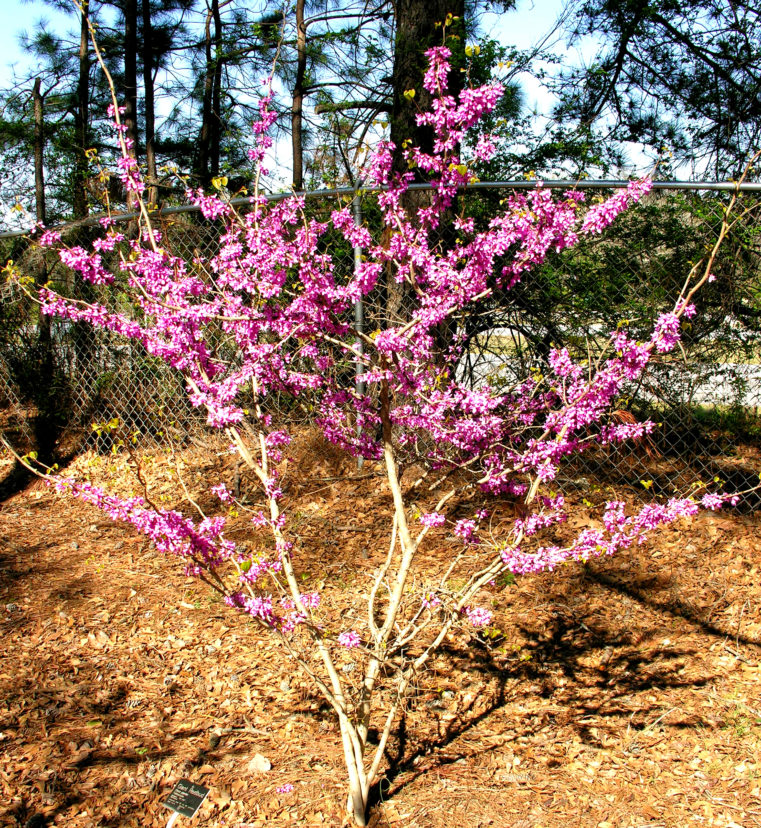 Giant redbud (Cercis gigantea) in bloom.
