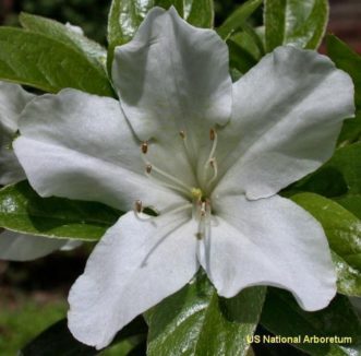 'Glacier' Glen Dale hybrid azalea.