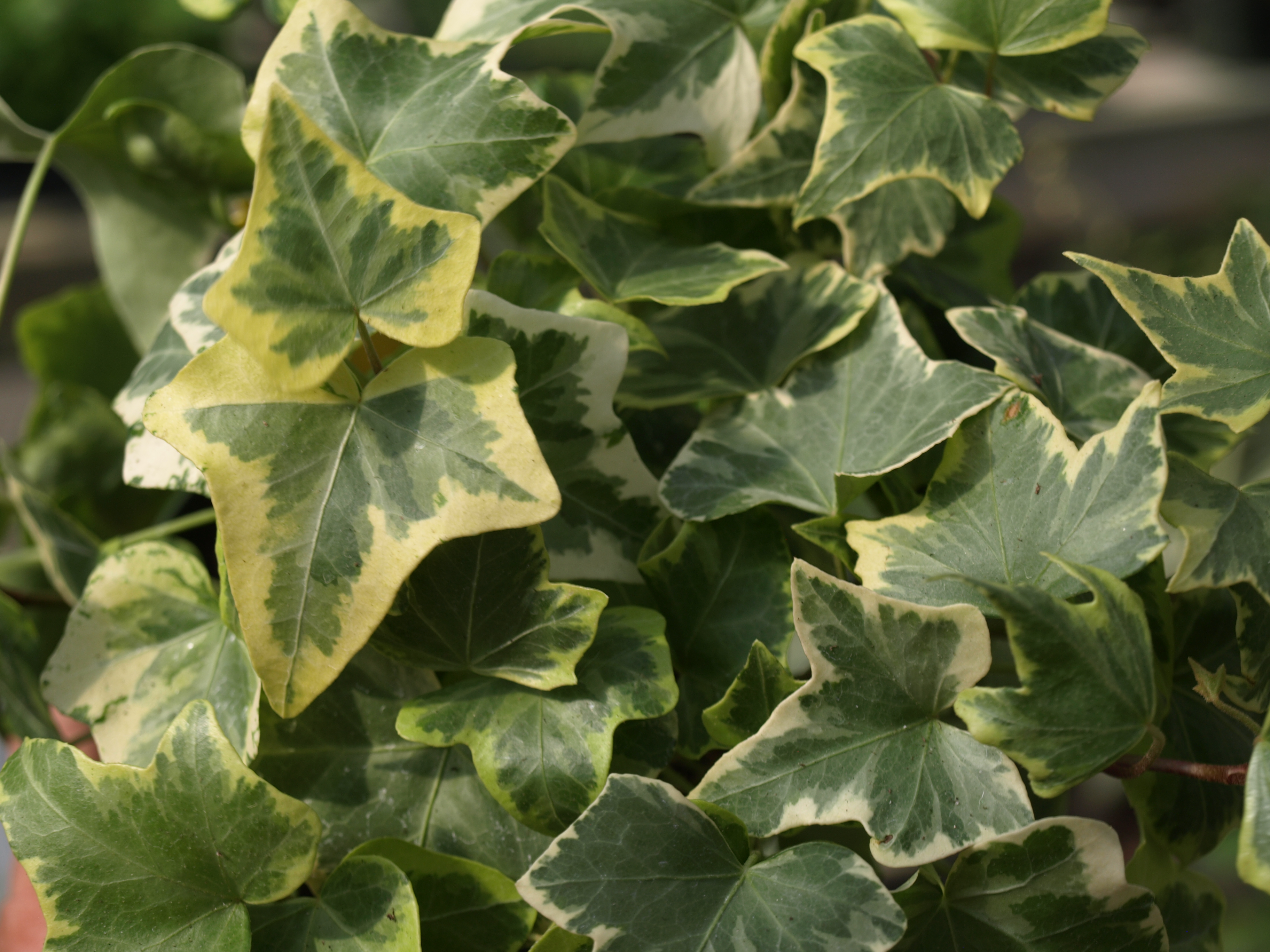 How to plant ivy indoors