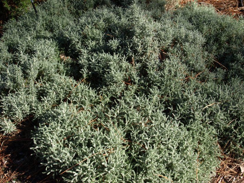Gray Lavender cotton (Santolina chamaecyparissus) has been used for years as a moth repellent.
