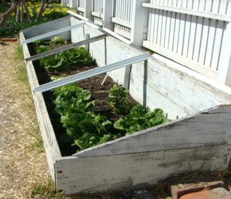 Growing lettuce in a cold frame will provide protection on cold nights.