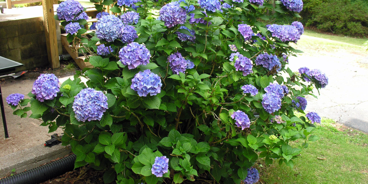 Growth habit of bigleaf hydrangea (Hydrangea macrophylla). Joey Williamson, ©2008 HGIC, Clemson Extension