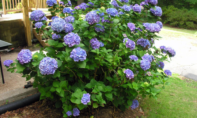 Hydrangea Care in South Carolina
