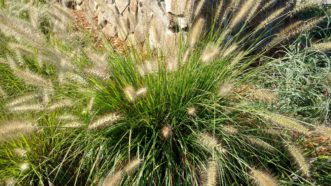 Hameln fountain grass (Pennisetum alopecuroides 'Hameln') prefers a sunny location with moist, well-drained soil.