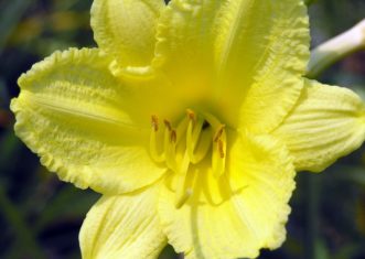 ‘Happy Returns’ is a classic yellow daylily.