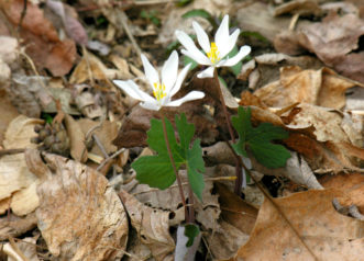 Hardwood leaves used in woodland landscape beds are attractive and work well with native wildflowers, such as bloodroot (Sanguinaria canadensis).