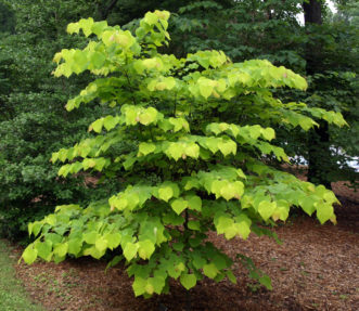 ‘Hearts of Gold’ redbud (Cercis canadensis) showing chartreuse foliage.