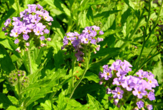 Heliotrope (Heliotropium amplexicaule). 