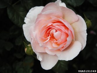 ‘Heritage’, an English rose.