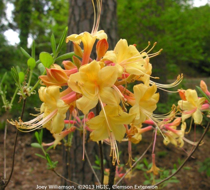 Hibrido ‘Kennell’s Gold’ (Rhododendron atlanticum x R. nudifloum x R. austrinum).