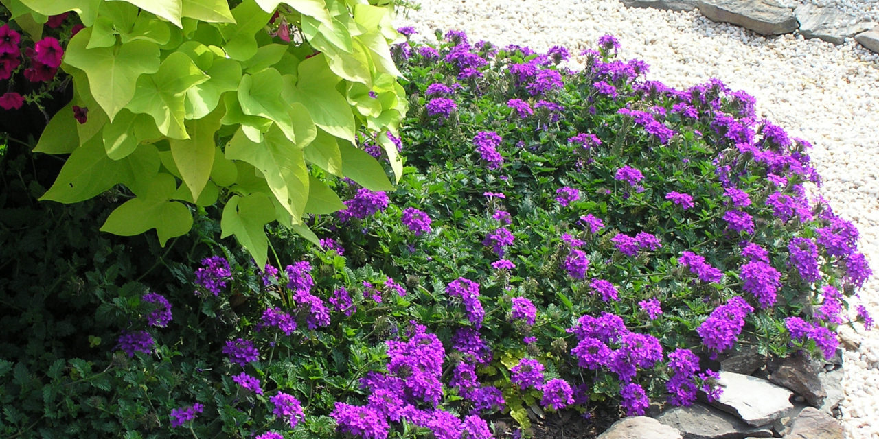 ‘Homestead Purple’ Verbena (Glandularia canadensis), known for its long bloom season. Karen Russ, ©2007 HGIC, Clemson Extension