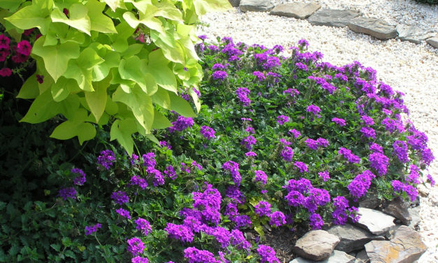 Verbena