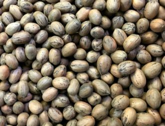 If pecan trees are not receiving adequate water, the quality and quantity of nuts will be impacted.