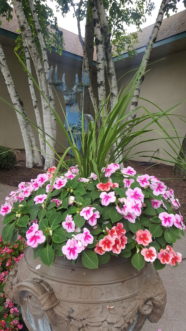 Impatiens have always been a mainstay in South Carolina landscapes. In the spring of 2013, downy mildew became a limiting factor for old-fashioned impatiens. New Guinea and interspecific impatiens are alternatives.