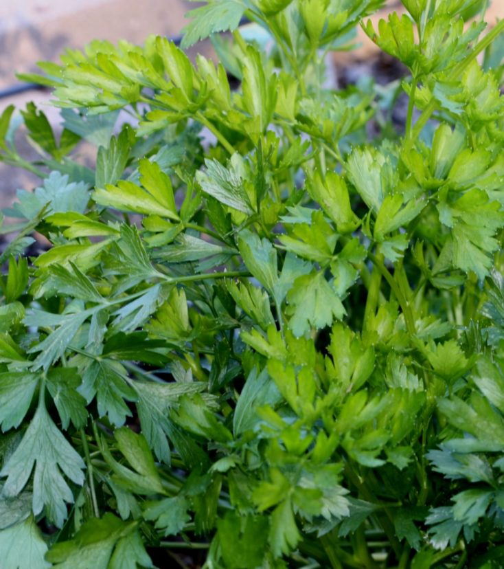 Italian parsley (Petroselinum crispum) has flat leaves that are loaded with vitamins.
