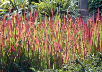 Japanese bloodgrass (Imperata cylindrica 'Rubra') is not recommended for use in the landscape as it will revert to the highly invasive green form, cogongrass. 