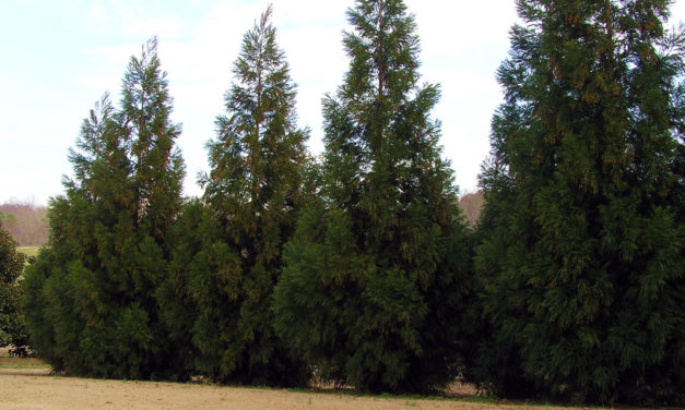 Leyland Cypress Alternatives