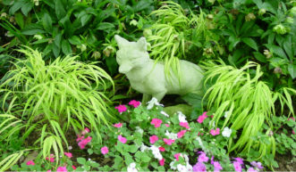 Japanese Forest Grass (Hakonechola macra 'Aureola') is a colorful groundcover to brighten shady areas.