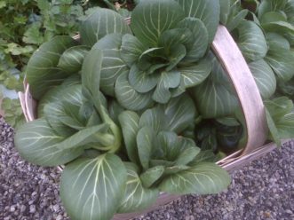 Joi Choi is a pak choi hybrid that is known for its uniform growth habit.