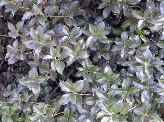 Juvenile and adult leaf forms of holly tea olive (Osmanthus heterophyllus). 