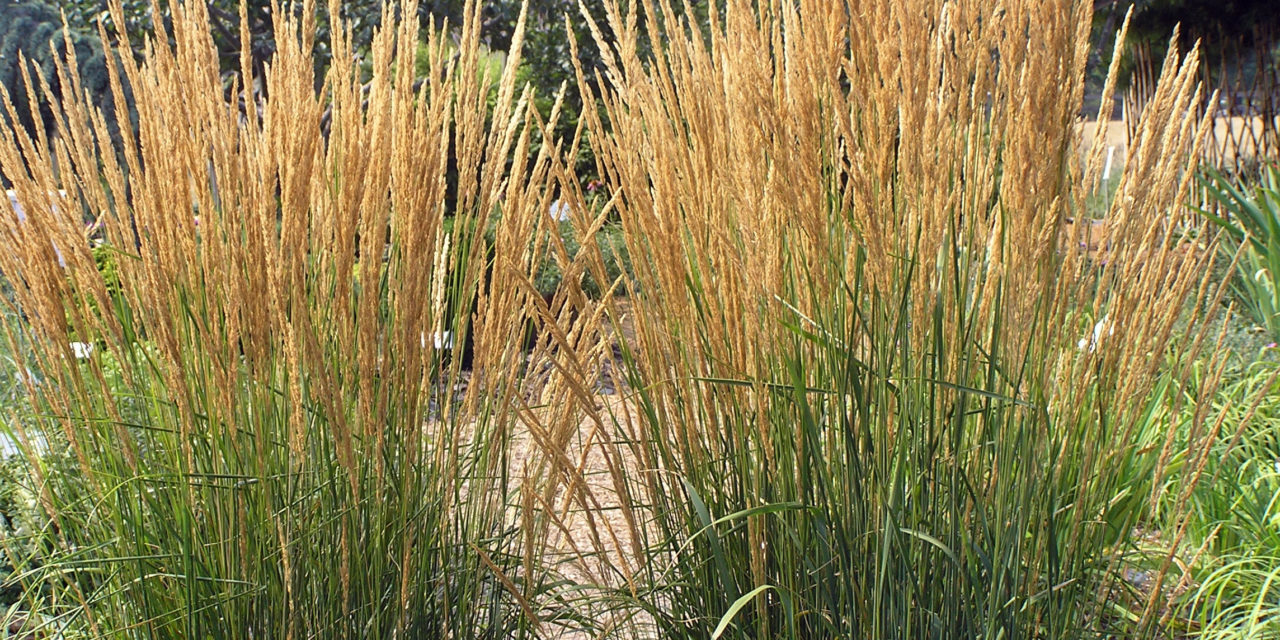 'Karl Foerster' Feather Reed Grass (Calamagrostis x acutiflora 'Karl Foersterˈ) with mature seed heads. Karen Russ, ©2007 HGIC, Clemson Extension