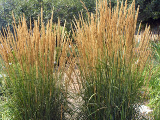 'Karl Foerster' Feather Reed Grass (Calamagrostis x acutiflora 'Karl Foersterˈ) with mature seed heads.