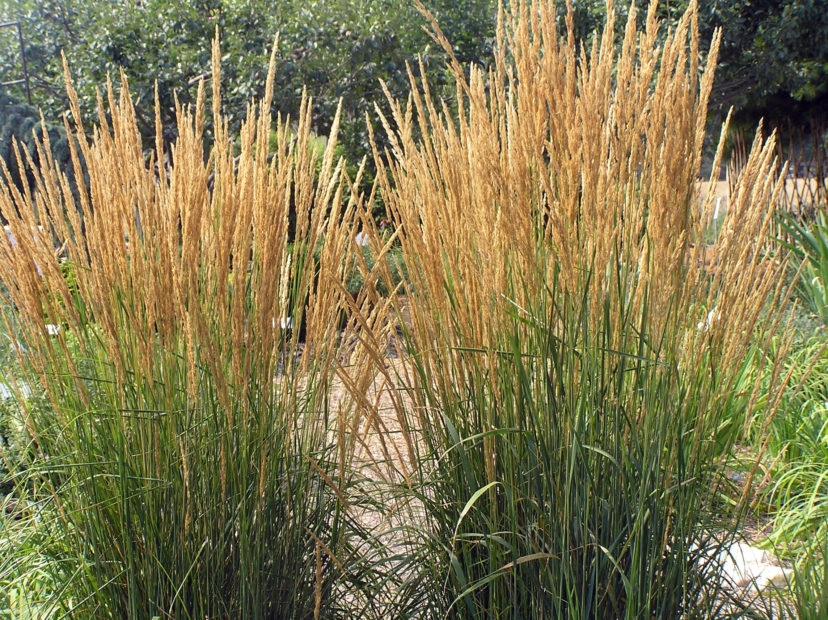 Ornamental Grasses And Grass Like, Types Of Tall Grass For Landscaping