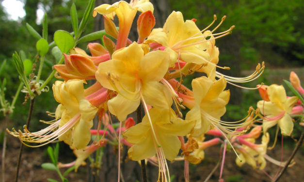 Azalea Planting