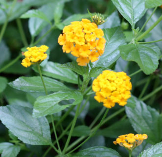Lantana (Lantana 'New Gold').