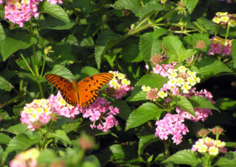 Lantanas are very attractive to butterflies. This is ‘Mozelle’ lantana (Lantana camara).