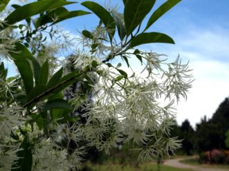 Large, loose panicles of white fringetree flowers.