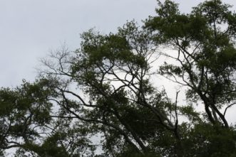 Large oak with a thin canopy resulting from root damage due to soil compaction and drought injury