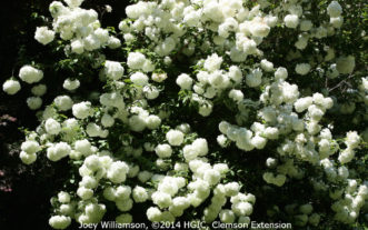 Large, showy, white flower clusters of Chinese snowball viburnum (Viburnum macrocephalum) in late April.