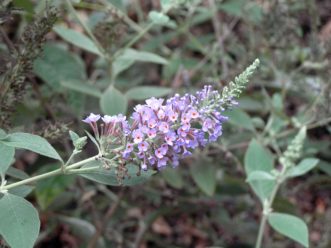 Lavender flowers and gray leaves of ‘Lochinch’ Buddleja.