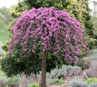 ‘Lavender Twist’ weeping redbud (Cercis canadensis).