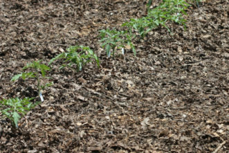 Leaf mold mulch is made from partially decomposed hardwood leaves. It may only last for 1 to 2 years before completely breaking down and moving into the soil. But, in doing so, it adds significantly to the soil structure and quality. In a vegetable garden, it can be tilled into the soil at the end of the season.