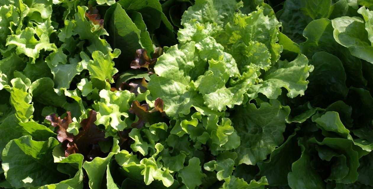 Lettuce (Lactuca sativa) is one of the easiest cool season vegetables to grow. Barbara H. Smith, ©2017 HGIC, Clemson Extension