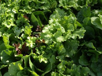 Lettuce (Lactuca sativa) is one of the easiest cool season vegetables to grow. 