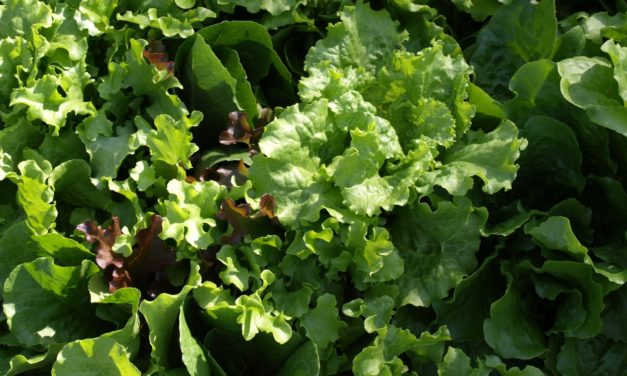 Lettuce
