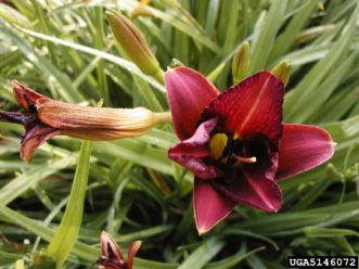 ‘Little Grapette’ daylily