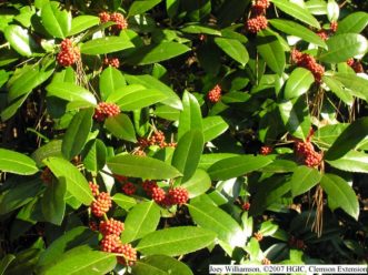 Lusterleaf Holly