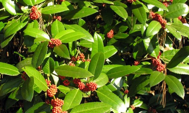 Holly