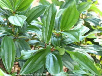Lustrous, dark green leaves with the three impressed veins is characteristic of David viburnum (Viburnum davidii).