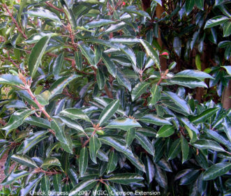 Lustrous leaves of ‘Chindo’ awabuki viburnum (Viburnum. awabuki).