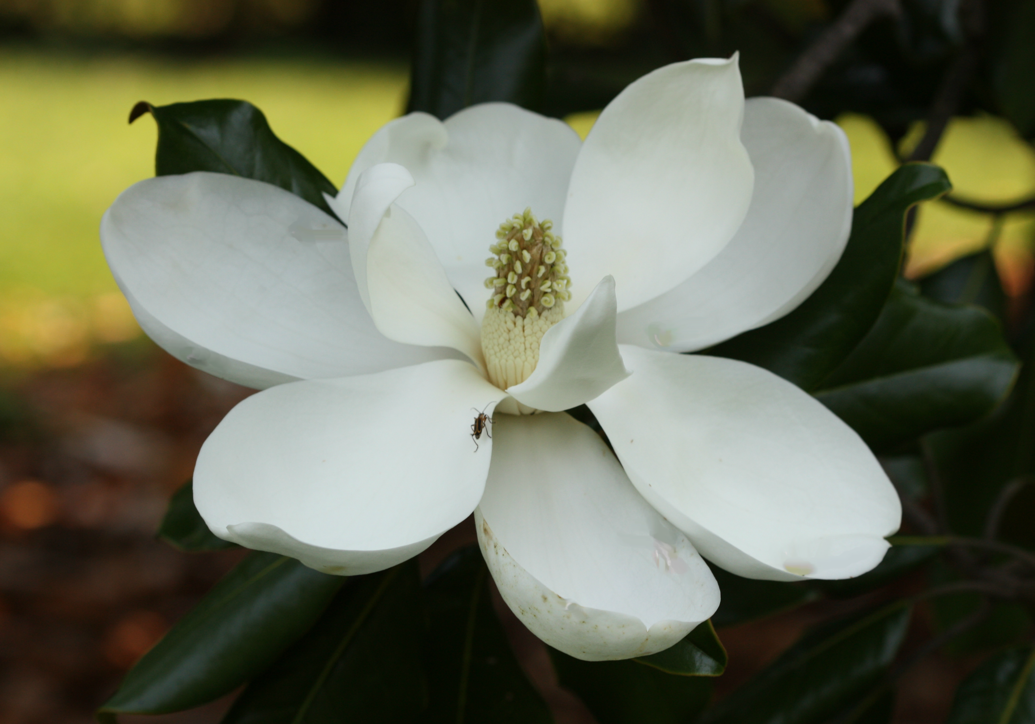 When To Cut Magnolia Flower At Pauline Dane Blog