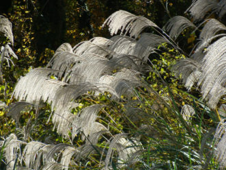 Maidengrass (Miscanthus sinense) is a non-native, invasive grass that is commonly used in the landscape trade. 