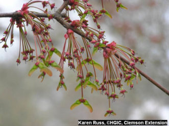 Maple samaras