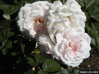 ‘Marie Pavie’, a polyantha rose. 